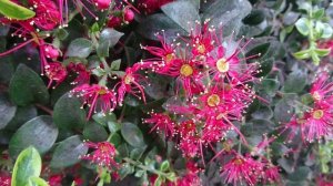 Метросидерос (Metrosideros carminea), ботанический сад Орхус, Дания. 25 марта 2023