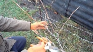 ОБРЕЗАЕМ И УКРЫВАЕМ ВИНОГРАД НА ЗИМУ
