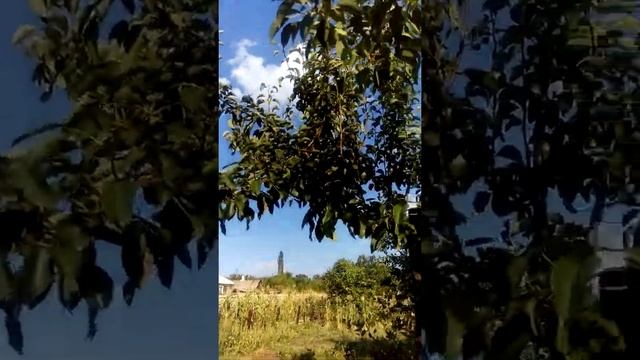 Груша Дельбарью RX 12/47 смотреть онлайн