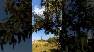 Груша Дельбарью RX 12/47