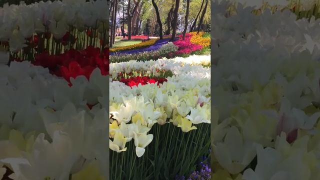 Emirgan park İstanbul Фестиваль тюльпанов в Стамбуле