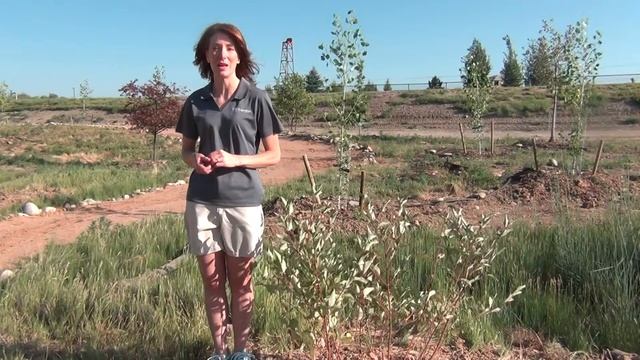 Colorado Red Twig Dogwood Cornus sericea coloradensis смотреть онлайн