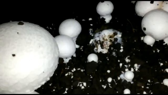 Одна из самых опасных болезней шампиньонов. смотреть онлайн