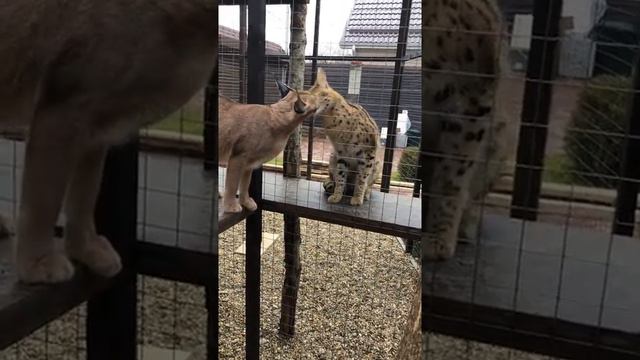 The first acquaintance of a caracal with a serval :)/Первое знакомство каракала с сервалом :)