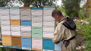 Формирование семей воспитательниц  без осиротения  с матками в изоляторах Миленина