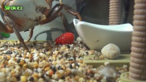 КРАБ бродит по квартире. Попугай доедает мороженое.