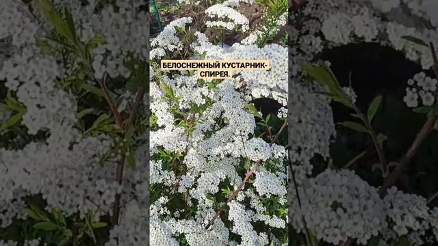 БЕЛОСНЕЖНЫЙ КУСТАРНИК- СПИРЕЯ. смотреть онлайн