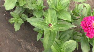 Мои циннии и розы 24 июля