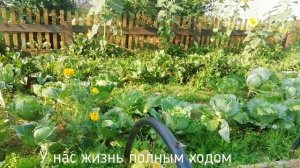 Томат "Юбилейный Тарасенко"/Груша Конференция/До Заряд энергией и хорошим настроением на весь день.