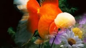 Здравствуй,дружочек!