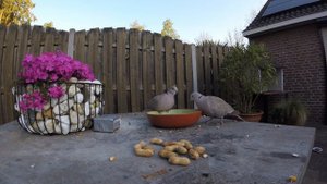 ПАРА КОЛЬЧАТЫХ ГОРЛИЦ ПРИЛЕТЕЛА НА ЗАВТРАК #птицы #горлица #кормушка #наблюдение