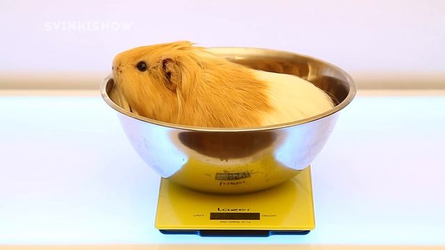 Сколько Весят Наши Морские Свинки / Svinki Show смотреть онлайн
