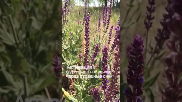 Страшные сны, как активация подсознательного страха см.описание к 📹 #страшныйсон #страх #плохойсон
