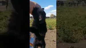 Щенки немецкой овчарки чепрачный окрас + черный