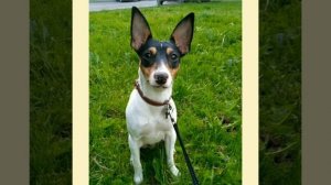 Американский той фокс терьер