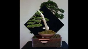 Chamaecyparis obtusa Bonsai Tree Type