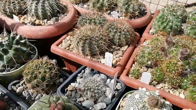 Моя коллекция кактусов июнь 2022 #кактусы #cactus