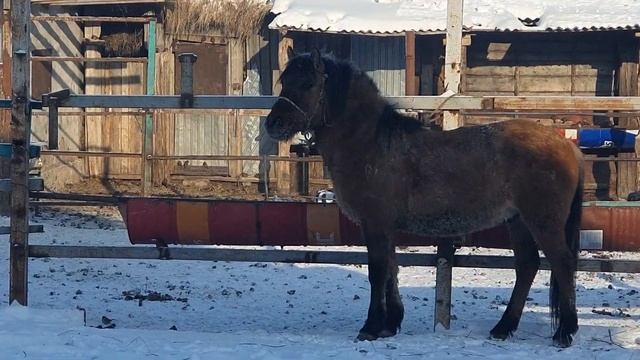 Бауырсақ смотреть онлайн