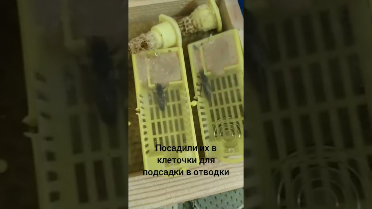 Молодые матки пчёл смотреть онлайн