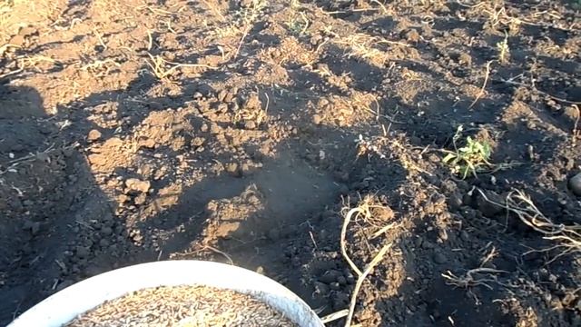 Копалка и мотоблок. Копаем картошку.#мотоблок #копалка #самоделка смотреть онлайн