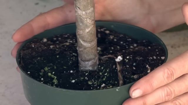 Dracaena Marginata Care Instructions : Great Gardening смотреть онлайн