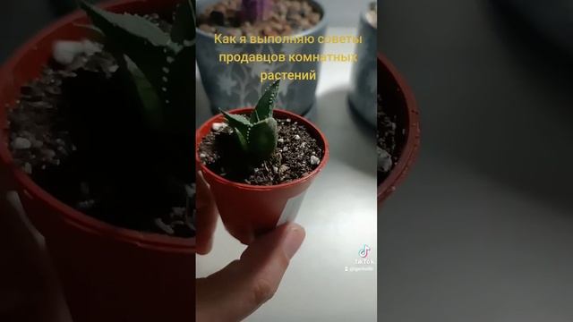 Как я выполняю советы продавцов комнатных растений.