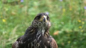 Harris Hawk is watching prey