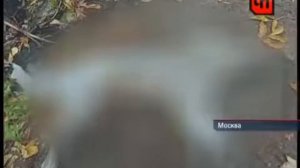 К кому пришли зоофилки