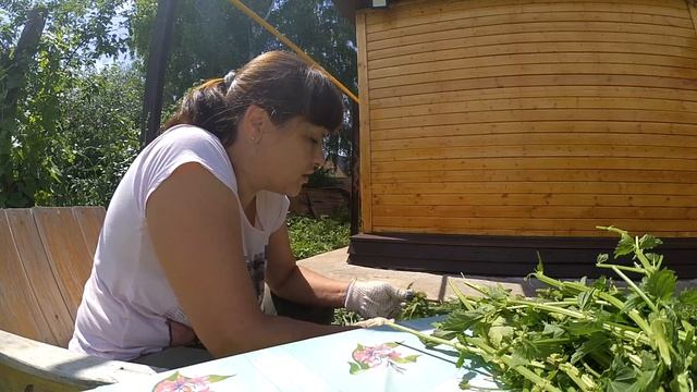 Крапива. Сбор и ферментация. Самодельный ферментатор. смотреть онлайн