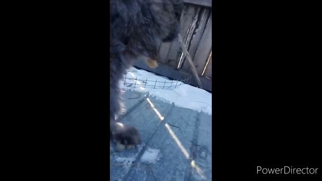 Плюсы и минусы СОДЕРЖАНИЕ ПУШИСТЫХ КРОЛИКОВ! смотреть онлайн