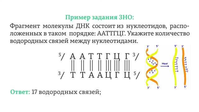 Транскрипция и трансляция егэ. ДНК ЕГЭ биология. Строение ДНК ЕГЭ. Репликация ДНК ЕГЭ биология. Лидирующая и отстающая цепь ДНК ЕГЭ