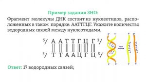 ЕГЭ. Биология. 3.3. Нуклеиновые кислоты. Строение, нуклеотиды, строение, свойства и функции ДНК.
