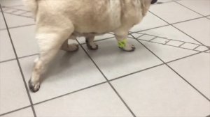 Глава 1  Основные виды атаксии вестибулярная, мозжечковая, проприоцептивная