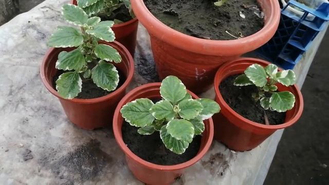 Плектрантус или комнатная мята. САМОЕ лёгкое черенкование. смотреть онлайн