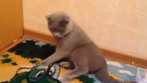 ОХД у скоттиш фолда