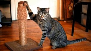 Как отучить кошку драть обои, кошки могут драть обои потому что...