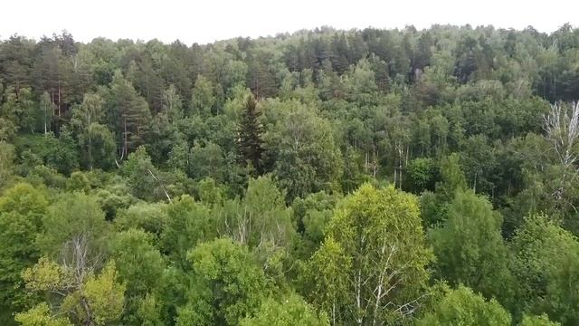 Осиротелый волчонок прыгнул в руки к молодому врачу в надежде на спасение, у него не было выбора смотреть онлайн