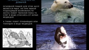 Полярная гренландская акула