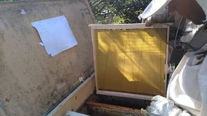 Рнабота на пасеке. Пчёлам тесно, ставлю рамки с вощиной, суши больше нет.