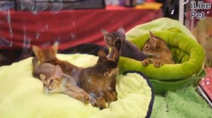 Как приучить котенка или взрослую кошку к спальному месту!