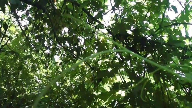 Новые гибридные формы винограда Голуб А.А., 2021 год смотреть онлайн