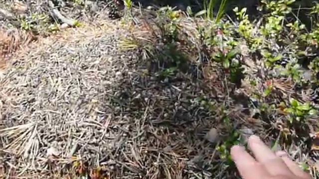 Ориентирование в тайге по лишайникам (продолжение) 13 смотреть онлайн