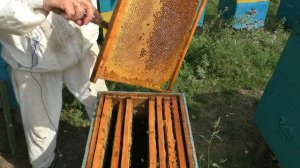 АВГУСТ.Окончание медосбора 2019. Как сделать сборку гнезда в зиму?