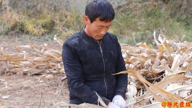 【陕北霞姐】秋天收获玉米了，霞姐腌上两只鸡到地里烤着吃，星星的手艺惨不忍睹，无奈！