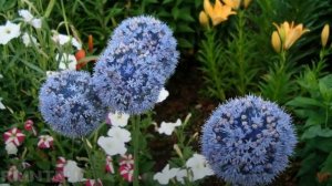 Декоративный лук, аллиум (Allium)
