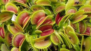 10 САМЫХ ЖУТКИХ РАСТЕНИЙ НА ЗЕМЛЕ