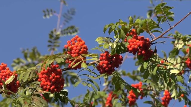 РЯБИНА ЯГОДА УБИЙЦА И ЯГОДА ЛЕКАРЬ смотреть онлайн