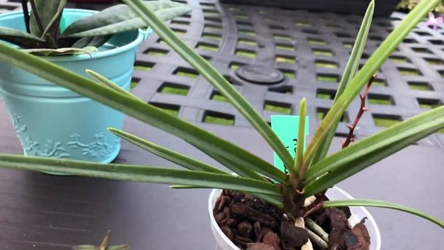 Paphiopedilum venustum и несколько новинок смотреть онлайн