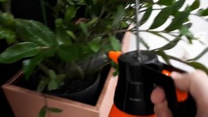 Разбудите замиокулькас! Чем опрыскать и полить замиокулькас, чтобы стимулировать рост и цветение.