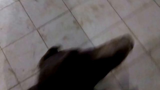 Дрессировка Курцхаара. Выполнение различных команд.